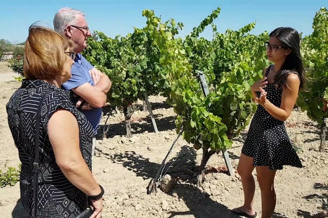 Winery And Oil Mill Tasting Tour - Where this tour fits best (and who may prefer something else)