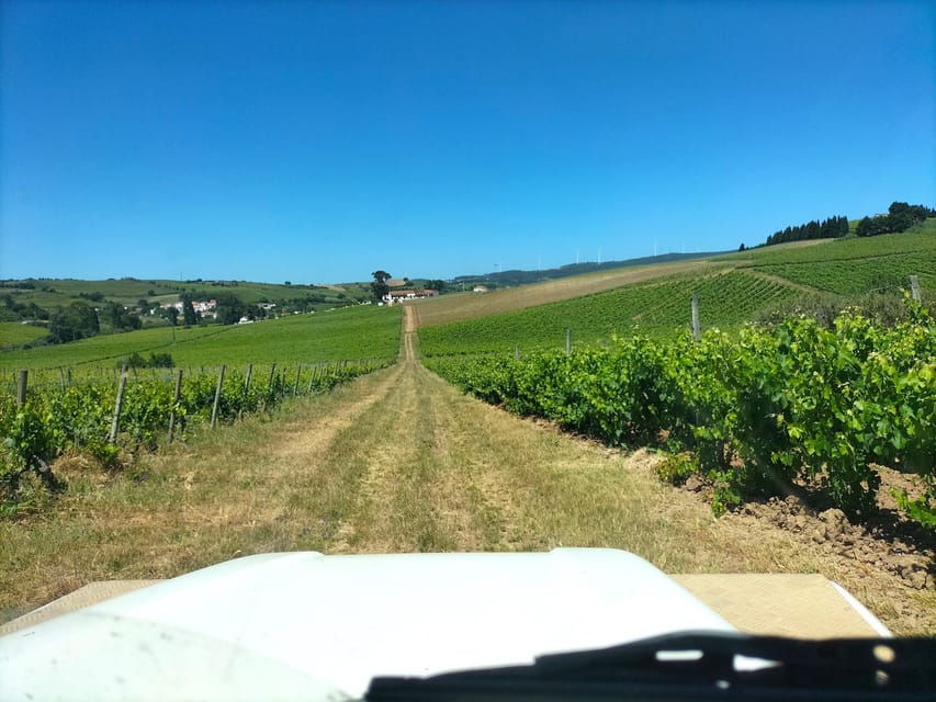 Winery, Tastings & 4x4 Vineyards: Half-Day Trip from Lisbon - Pickup, Pacing, and How the 5-Hour Window Feels