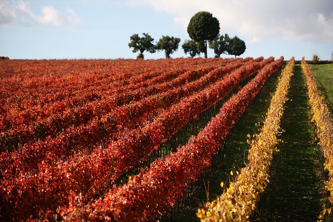 Winery Tour and Private Tasting in Montefalco - Meeting at Bocale Vini: getting to Azienda Agricola Bocalevia Fratta Alzatura