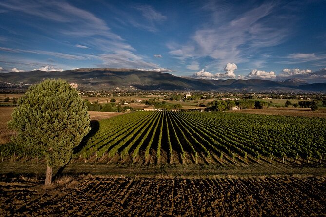 Winery Tour and Private Tasting in Montefalco - Olive oil bruschetta: the small pairing that makes it feel like a meal