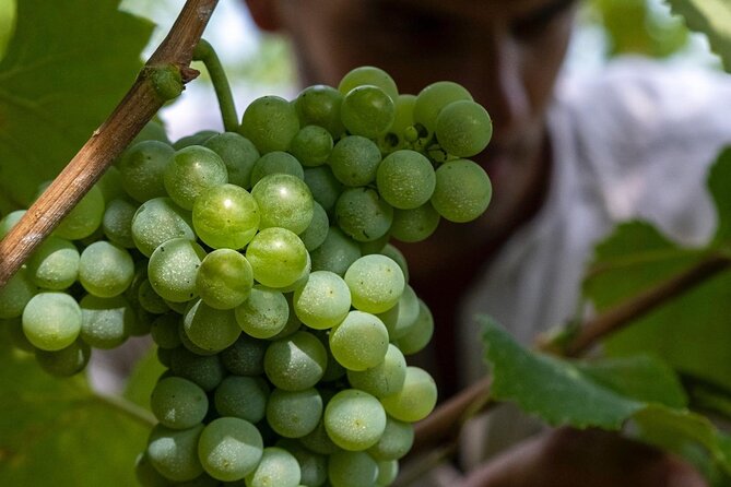Winery Tour and tasting - Key highlights you’ll care about