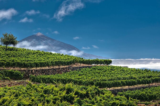 Winery Tour and Tasting in Tenerife with the Sommelier - Local Grapes: Listán Negro and Malvasia on the Menu