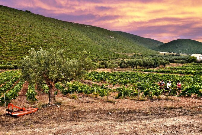 Winery Tour and Tasting in Zakynthos with the Winemaker - Why This Tour Feels Worth $65.02 (Even If You’re Not a Wine Expert)