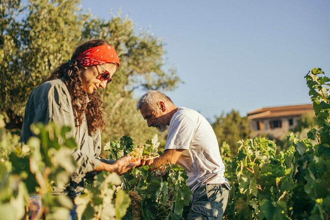 Winery Tour and Tasting in Zakynthos with the Winemaker - Group Size, Timing, and What to Do Before You Go