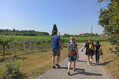 Winery Tour and Tasting of Garda Wines in Lazise - What you actually taste: Bardolino, Chiaretto, Custoza, and more