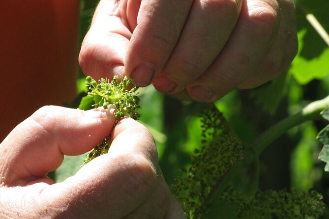 Winery Tour and Tasting on Padua Hills - The cellar visit: why production details change your tasting