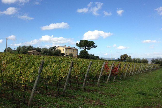 Winery tour and wine & cheese tasting - A family-run winery afternoon in Orvieto’s countryside