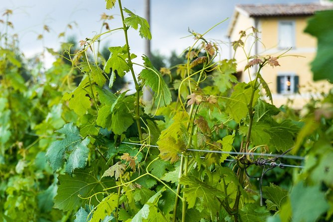 Winery tour and wine & cheese tasting - Timing, duration, and how to fit it into an Orvieto day