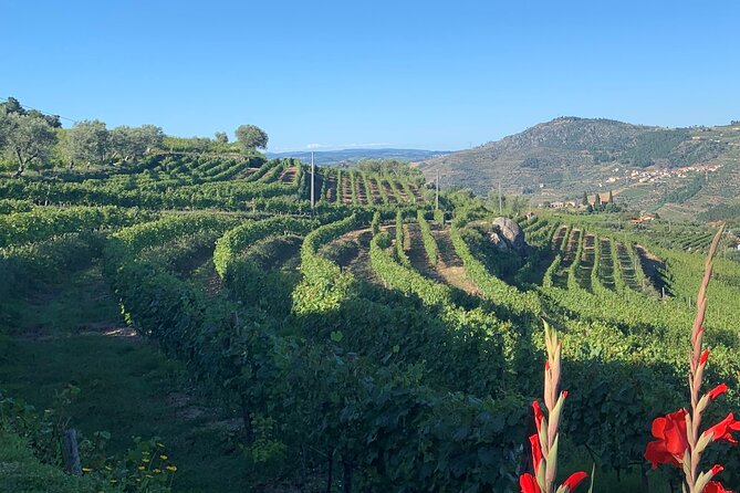 Winery Tour and Wine Tasting Quinta da Portela de Baixo in Lamego - Meeting Point and Timing: How the 1.5-Hour Visit Works