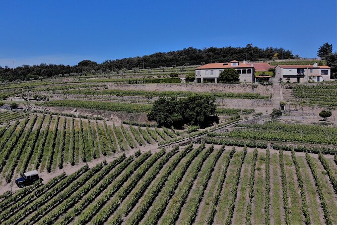 Winery Tour and Wine Tasting Quinta da Portela de Baixo in Lamego - Pairings That Actually Match: bôla, Cheese, Olive Oil, and Jam