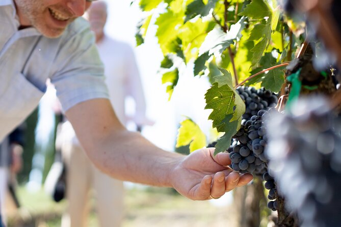 Winery Tour & Gourmet Tasting in Montalcino - What to expect from the flow: Val d’Orcia views and a focused schedule