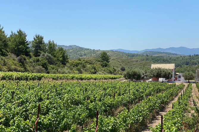 Winery Tour, Tasting and cooking with the Winemaker in Rhodes - Vineyard Walk in Rhodes: From Grapes to Fermentation Talk