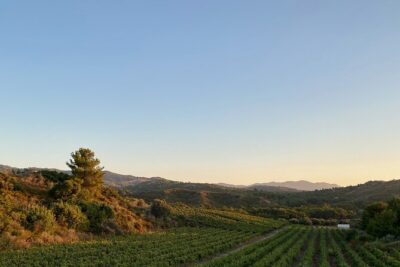 Winery Tour, Tasting and cooking with the Winemaker in Rhodes - Outdoor Wine Bar Tasting: Five Wines, Clear Pairing Logic