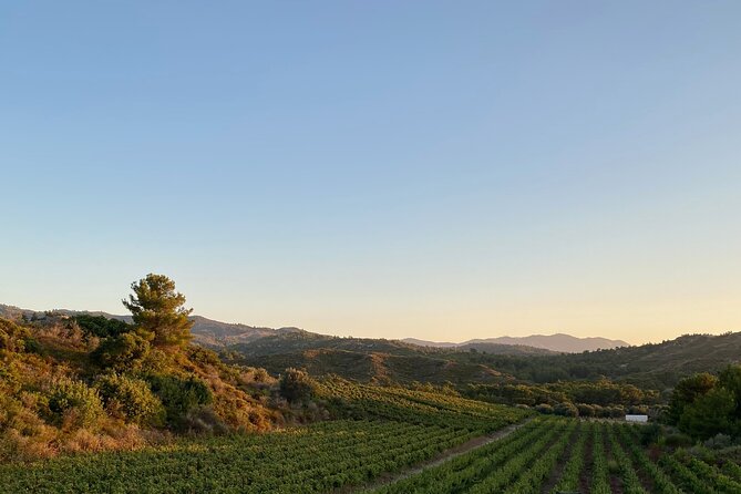 Winery Tour, Tasting and cooking with the Winemaker in Rhodes - Outdoor Wine Bar Tasting: Five Wines, Clear Pairing Logic