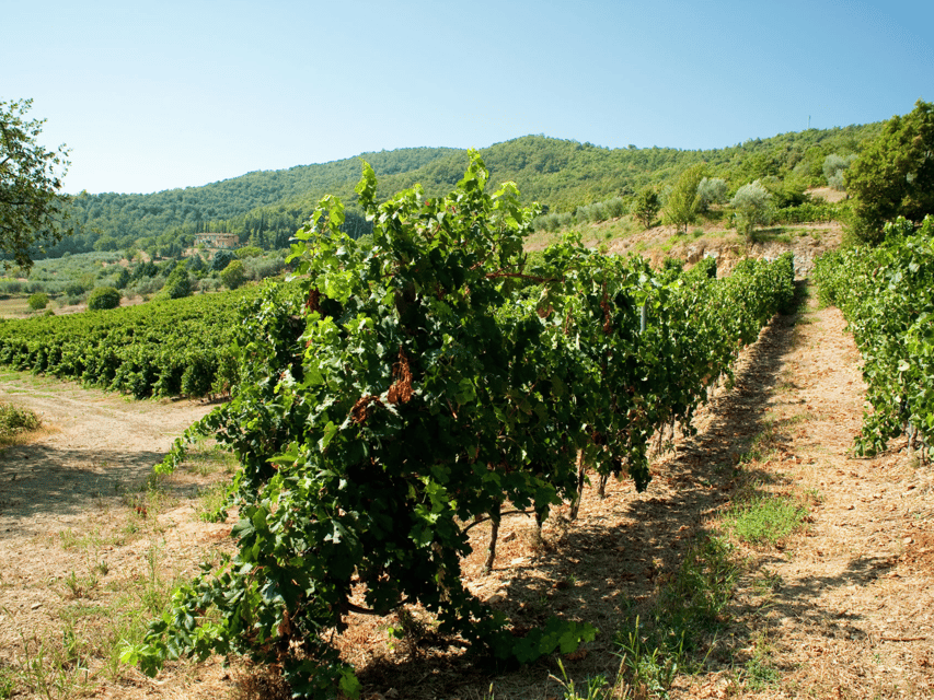 Winery Tour & Tasting near Lake Trasimeno & Perugia - Key highlights at Cantina Berioli