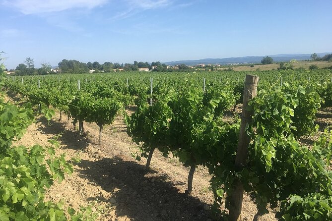Winery Tour & Wine Tasting - Deli Plate & 3 Wines - Where this wine tour happens: OVineyards, Villemoustaussou