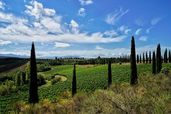 Winery tour & wine tasting in Montalcino - The tasting setup: 6 wines, 3 flights, and independent pacing