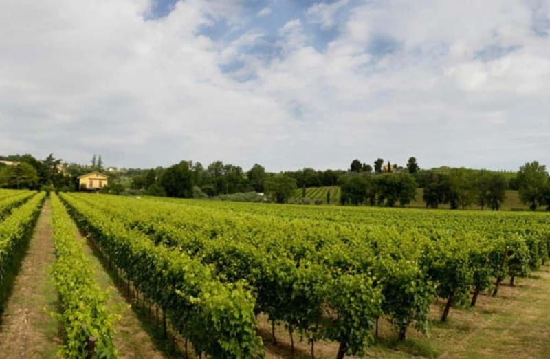 Winery Tour with Wine & Food Tasting near Riccione & Rimini - A 1.5-Hour Winery Stop Near Riccione and Rimini