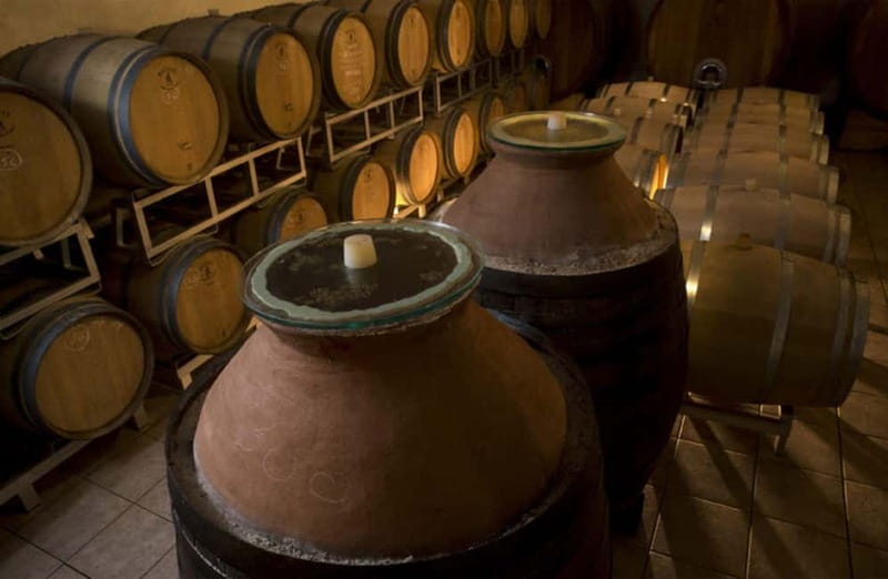 Winery Tour with Wine & Food Tasting near Riccione & Rimini - Vineyard Walk: Grapes, Views, and the Quick 15-Minute Lesson