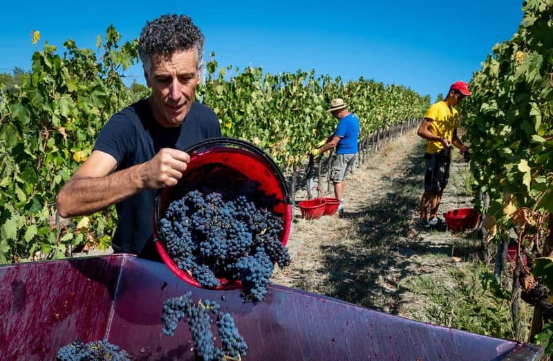 Winery Tour with Wine & Food Tasting near Riccione & Rimini - Inside the Production Area: Fermentation and Aging Cellars
