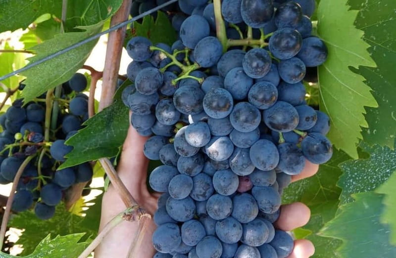 Winery Tour with Wine & Food Tasting near Riccione & Rimini - Price and Value: Is $59 Worth It?