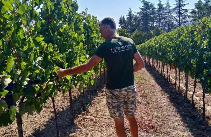 Winery Tour with Wine & Food Tasting near Riccione & Rimini - Who This Tour Suits Best