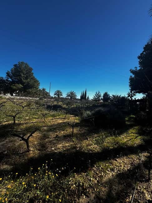 Winery Visit and Tasting in Elche with wines and tapas from Alicante in Van - Wine tasting and tapas-style bites: what’s in your glass and on your plate