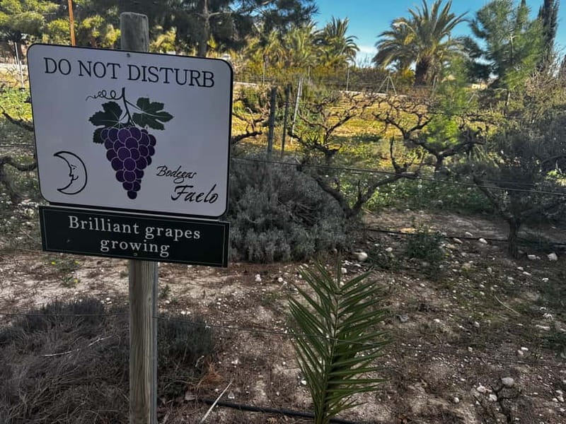 Winery Visit and Tasting in Elche with wines and tapas from Alicante in Van - The van ride setup: nine-seater comfort and a quick welcome