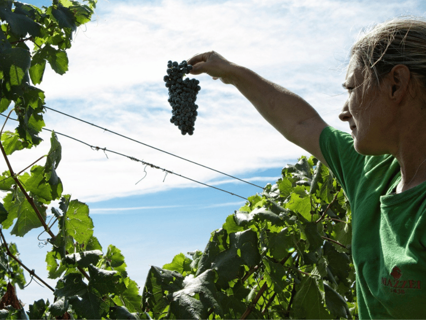 Winery Visit & Tasting near Grosseto with 6 wines - Key highlights you should know