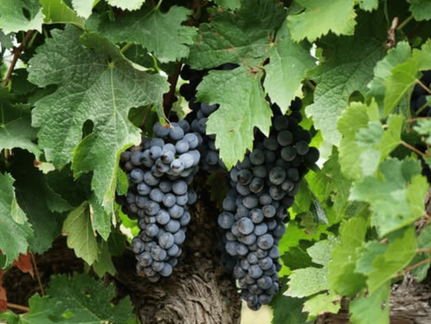 Winery Visit & Tasting near Grosseto with 6 wines - Vineyard walk in Maremma: soils, sea influence, and why vines do well here