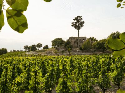 Winery Visit & Tasting near Grosseto with 6 wines - Finding Tenuta Belguardo: meeting point and first impressions