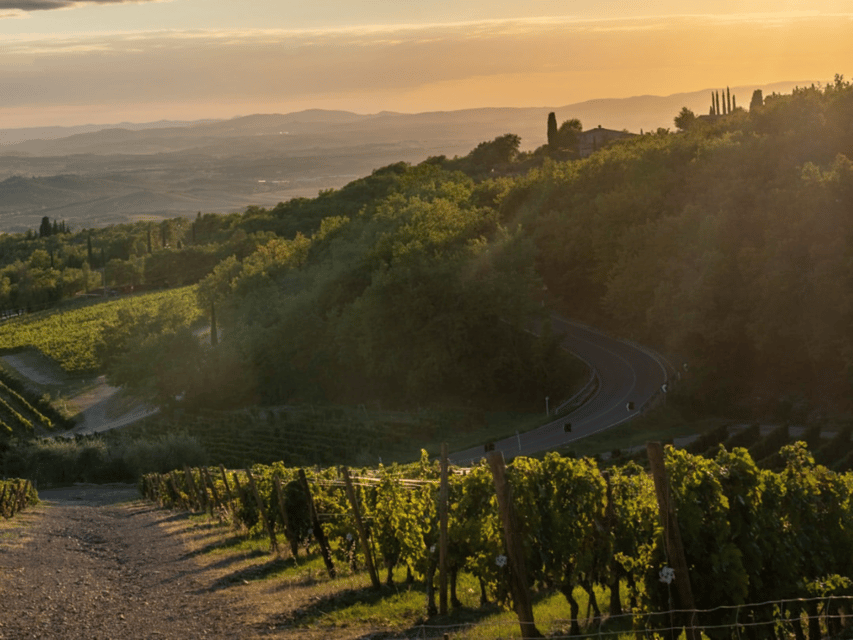 Winery Visit & Tasting near Grosseto with 6 wines - Barrel cellar tour: oak aging explained with your senses in mind