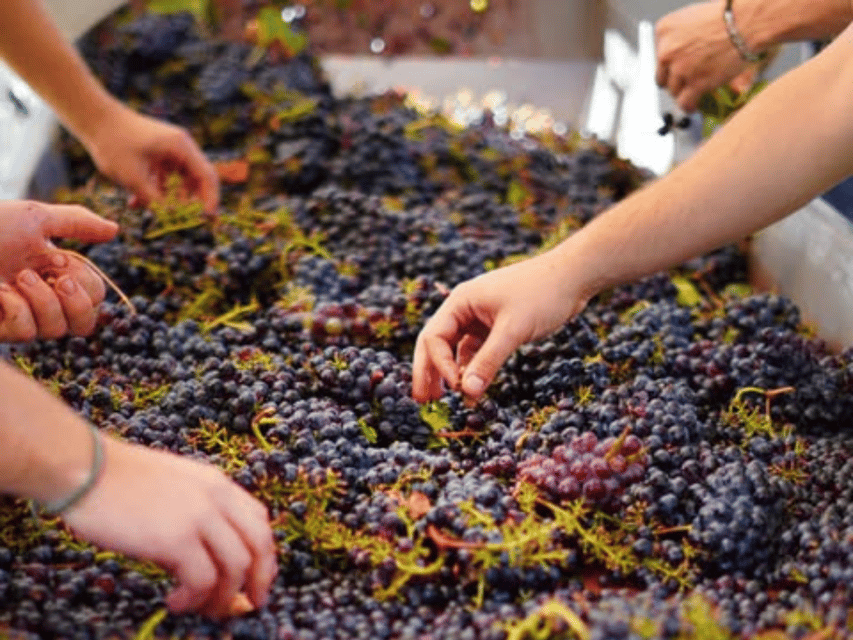 Winery Visit & Tasting near Grosseto with 6 wines - The Mazzei name: 600 years of Tuscan winemaking, explained without the lecture