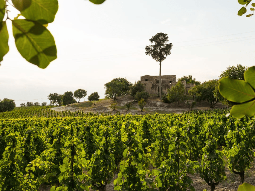 Winery Visit & Tasting near Grosseto with 6 wines - Finding Tenuta Belguardo: meeting point and first impressions