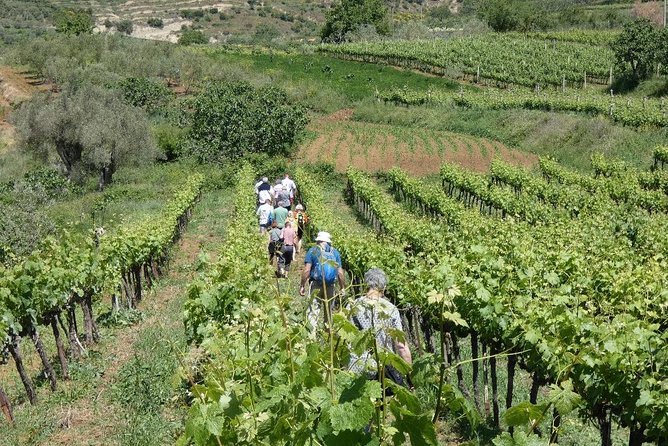 Winetasting tour in Alpeta winery - Roshnik village by 1001 Albanian Adventures - Getting there and getting around: meeting point, return, and comfort