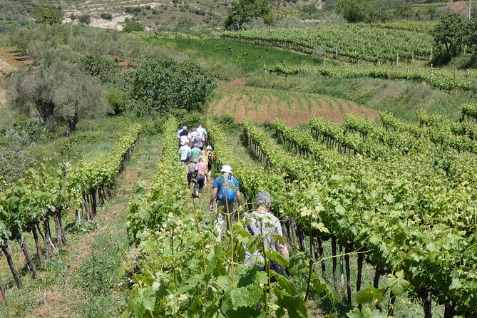 Winetasting tour in Alpeta winery - Roshnik village by 1001 Albanian Adventures - Who should book this Alpeta winetasting?