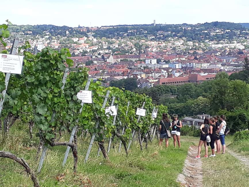 Wuerzburg: Vineyard rally with wine tasting and group dynamics - Team games in the vines: why the group dynamic matters