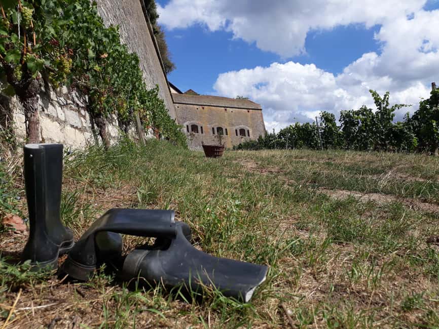 Wuerzburg: Vineyard rally with wine tasting and group dynamics - Musical wine harp: a surprisingly memorable stop
