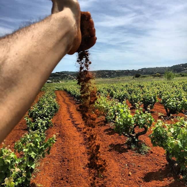 Xalo: Vineyard Tour with Wine Tasting and Snacks - Key highlights worth planning for