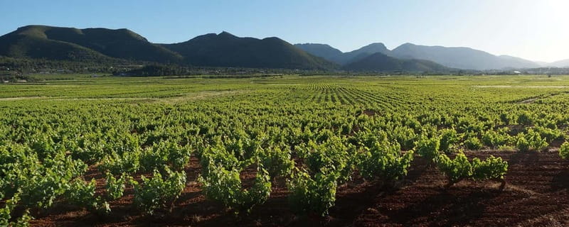 Xalo: Vineyard Tour with Wine Tasting and Snacks - Back at the winery: facilities tour and what the guide points out