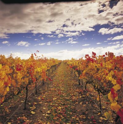 Yarra Valley: Winery Tour with Lunch at Yering Station - De Bortoli at Dixons Creek: cheese first, so your palate gets a head start