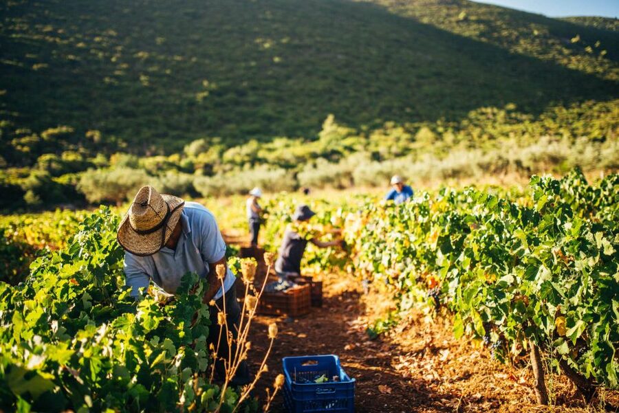Zakynthos: Vineyard & Winery Tour with Local Winemaker - Getting to Goumas Estate Winery (and why it matters)