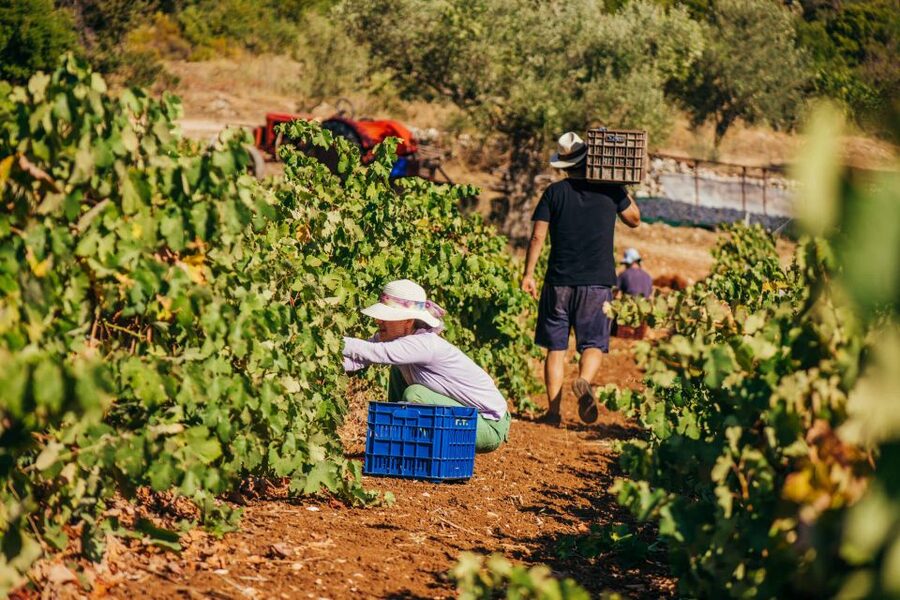 Zakynthos: Vineyard & Winery Tour with Local Winemaker - Meet the winemaker: what the family winery story actually gives you